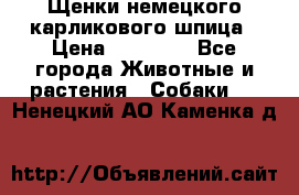 Щенки немецкого карликового шпица › Цена ­ 20 000 - Все города Животные и растения » Собаки   . Ненецкий АО,Каменка д.